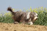 BEARDED COLLIE 213